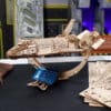 UGears – NASA Raumfähre Discovery